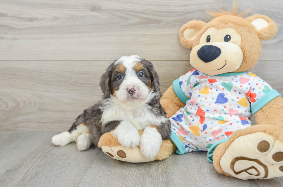 6 week old Mini Bernedoodle Puppy For Sale - Windy City Pups