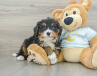 7 week old Mini Bernedoodle Puppy For Sale - Windy City Pups