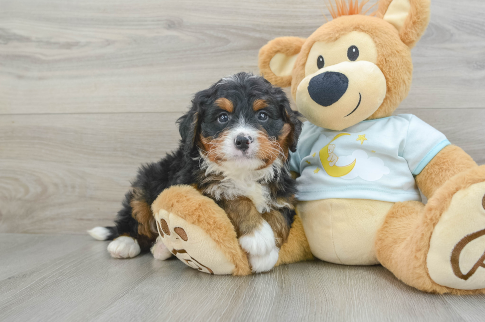 7 week old Mini Bernedoodle Puppy For Sale - Windy City Pups