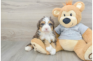 Best Mini Bernedoodle Baby