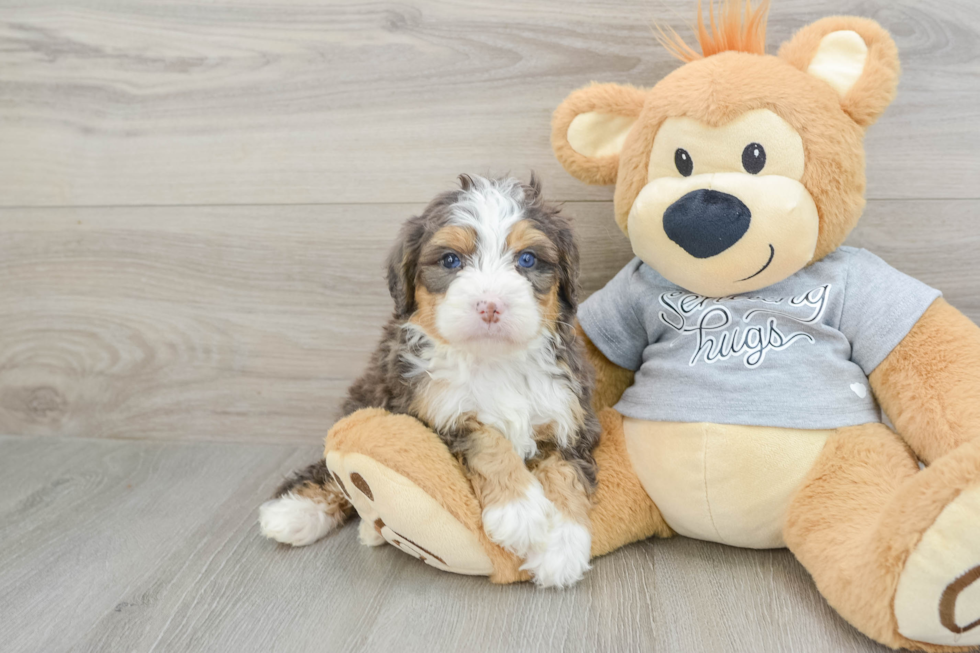 Best Mini Bernedoodle Baby