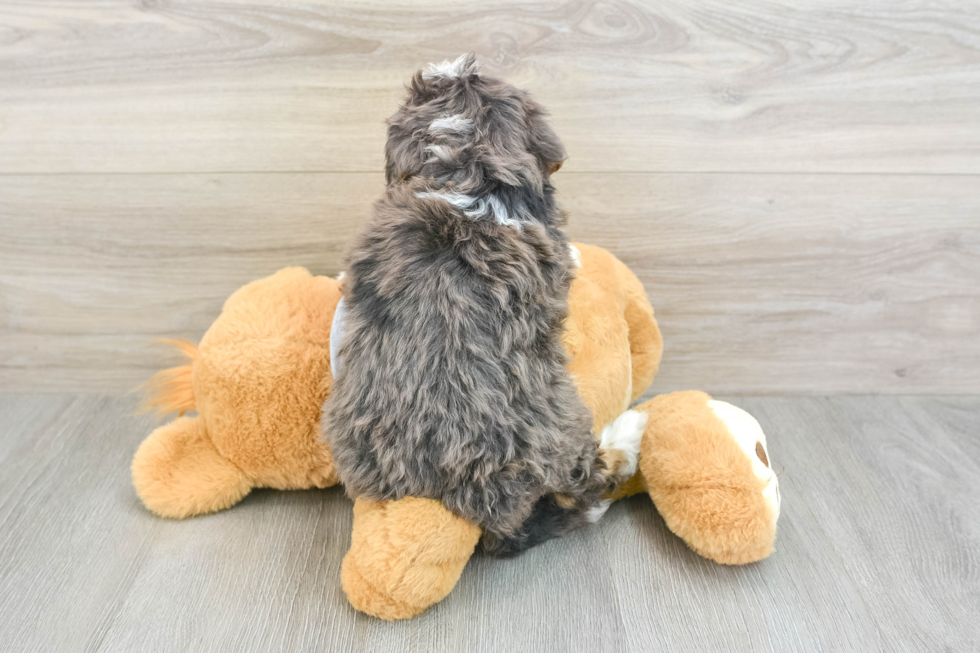 Happy Mini Bernedoodle Baby