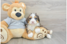 Adorable Mini Bernesepoo Poodle Mix Puppy
