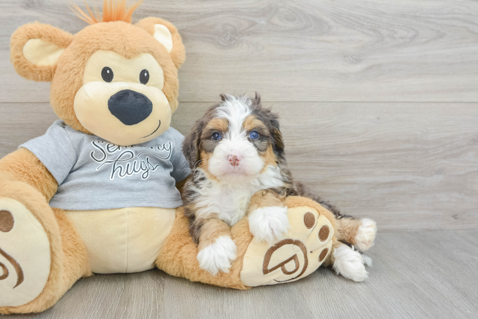 Adorable Mini Bernesepoo Poodle Mix Puppy