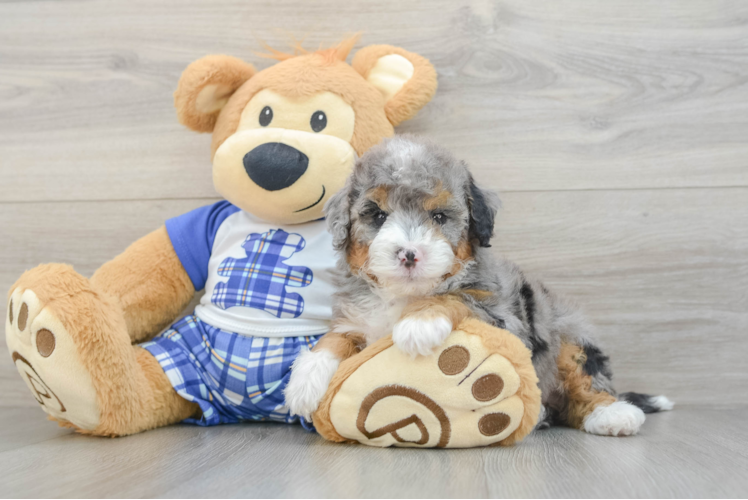 Fluffy Mini Bernedoodle Poodle Mix Pup
