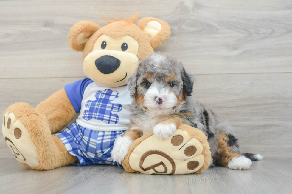 6 week old Mini Bernedoodle Puppy For Sale - Windy City Pups