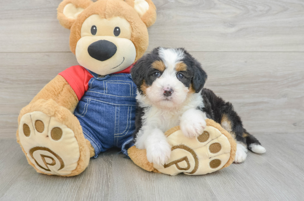 5 week old Mini Bernedoodle Puppy For Sale - Windy City Pups