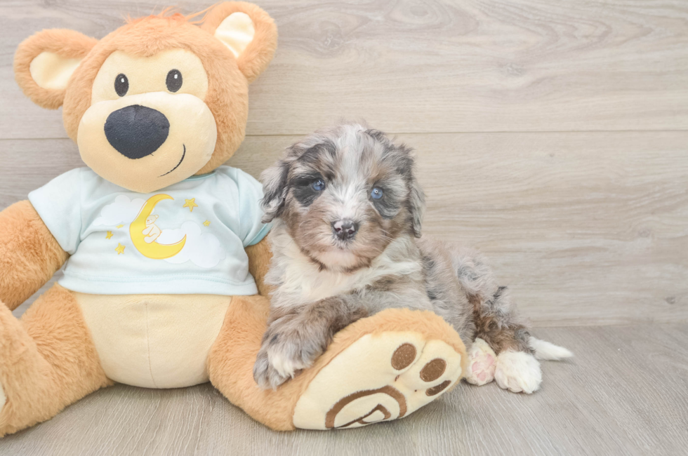6 week old Mini Bernedoodle Puppy For Sale - Windy City Pups