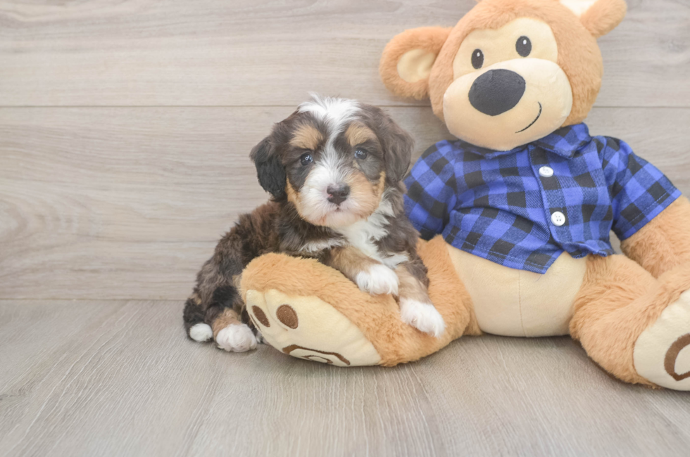 5 week old Mini Bernedoodle Puppy For Sale - Windy City Pups