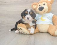 5 week old Mini Bernedoodle Puppy For Sale - Windy City Pups