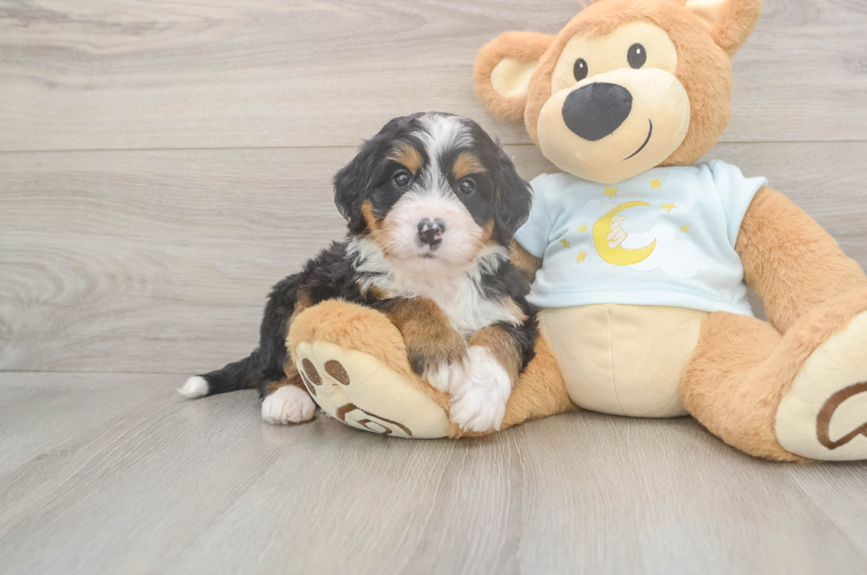 6 week old Mini Bernedoodle Puppy For Sale - Windy City Pups