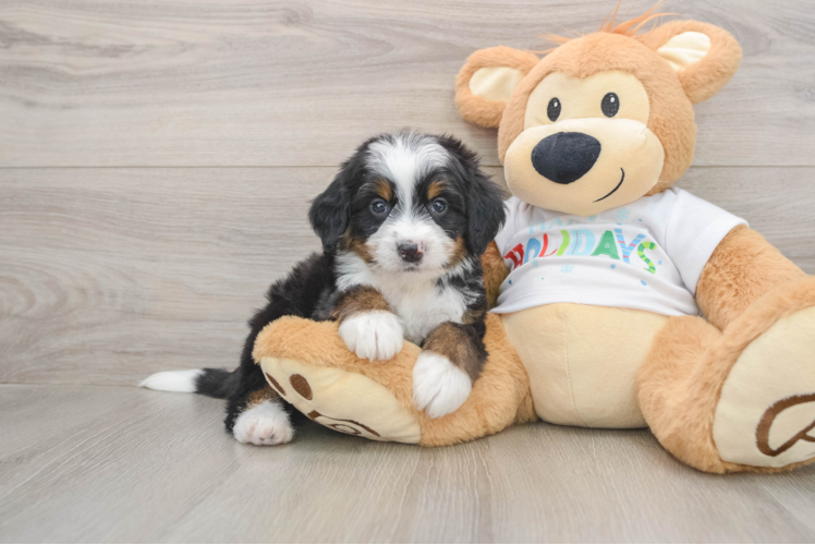 Petite Mini Bernedoodle Poodle Mix Pup