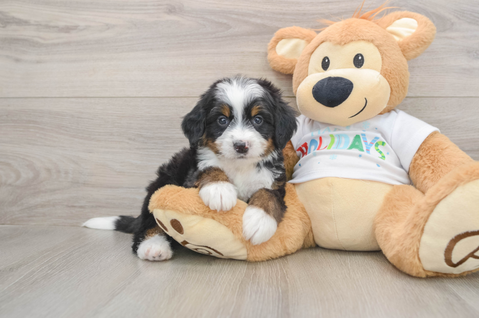 6 week old Mini Bernedoodle Puppy For Sale - Windy City Pups