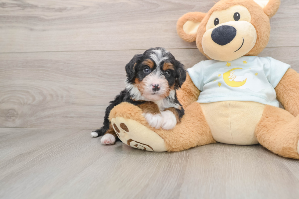 Mini Bernedoodle Puppy for Adoption
