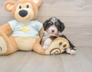 5 week old Mini Bernedoodle Puppy For Sale - Windy City Pups
