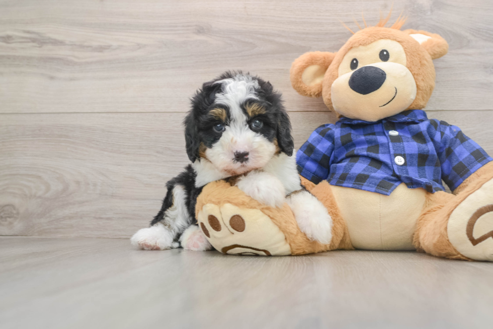 Best Mini Bernedoodle Baby