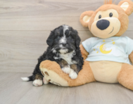 6 week old Mini Bernedoodle Puppy For Sale - Windy City Pups