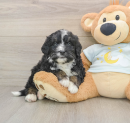 7 week old Mini Bernedoodle Puppy For Sale - Windy City Pups