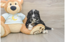 Mini Bernedoodle Pup Being Cute