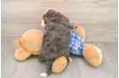 Friendly Mini Bernedoodle Baby