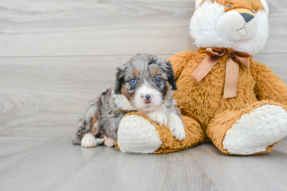 Mini Bernedoodle Puppy for Adoption