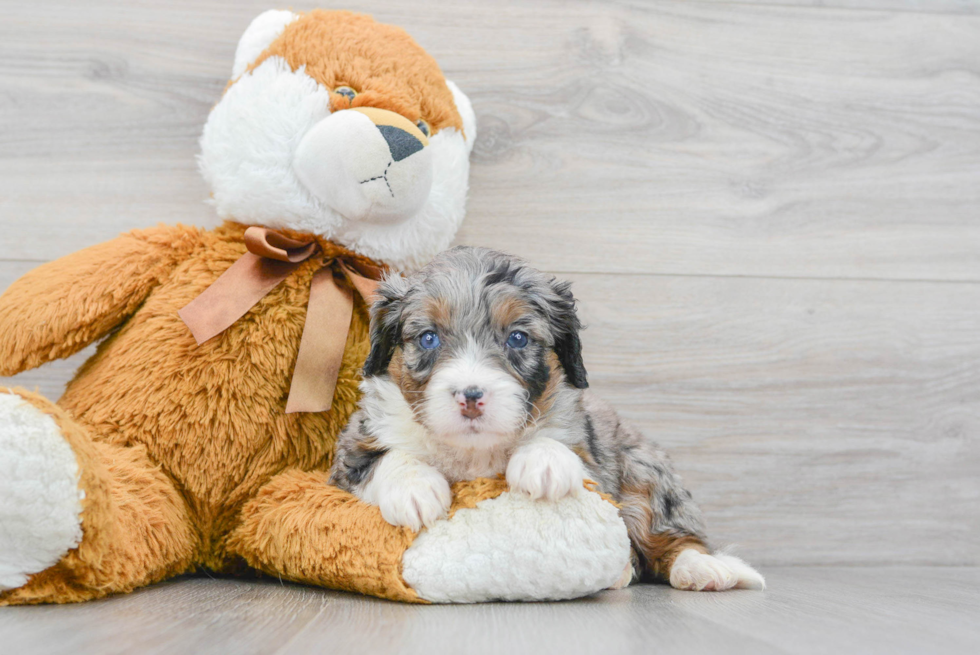 Mini Bernedoodle Puppy for Adoption