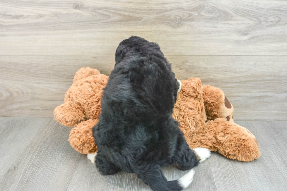 Best Mini Bernedoodle Baby