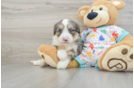 Mini Bernedoodle Pup Being Cute