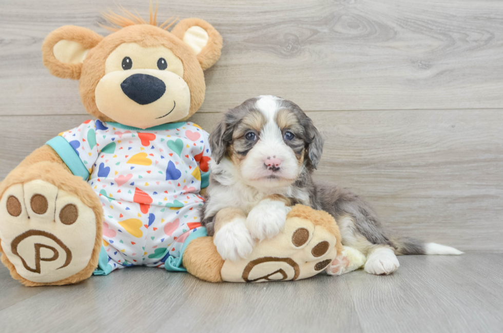 6 week old Mini Bernedoodle Puppy For Sale - Windy City Pups