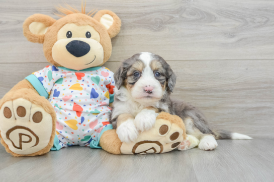 Best Mini Bernedoodle Baby