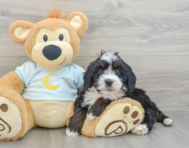 8 week old Mini Bernedoodle Puppy For Sale - Windy City Pups