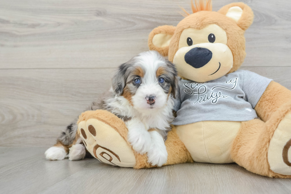 Funny Mini Bernedoodle Poodle Mix Pup