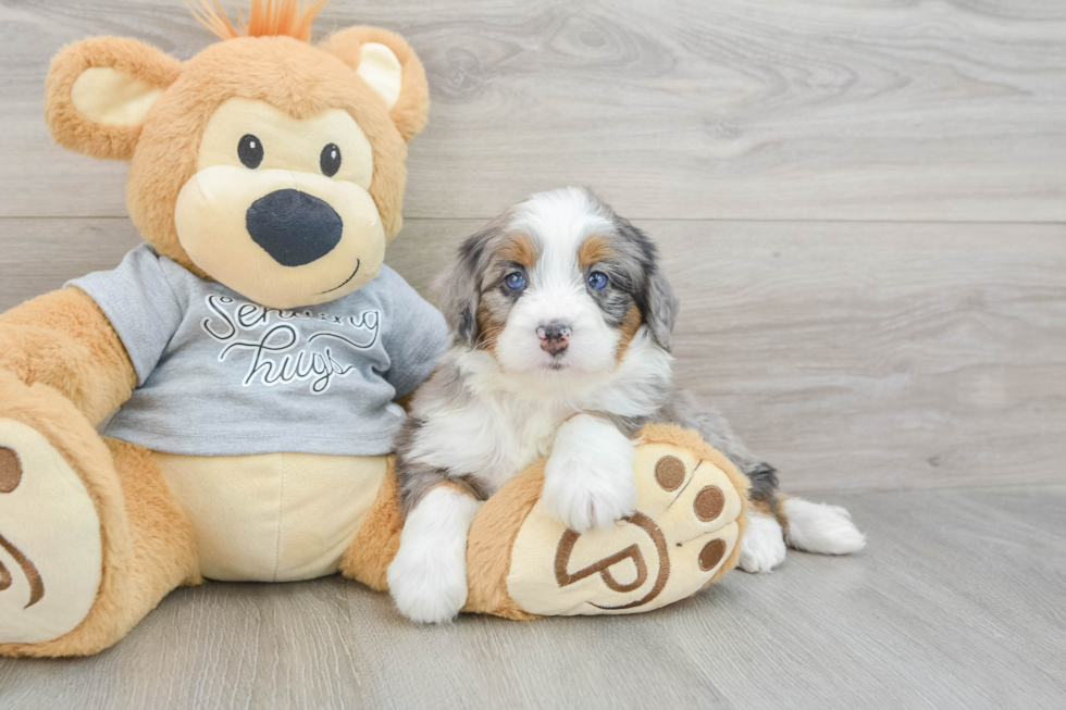 Mini Bernedoodle Puppy for Adoption