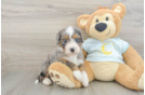 Best Mini Bernedoodle Baby