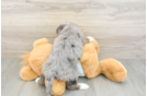 Energetic Mini Berniedoodle Poodle Mix Puppy