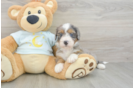 Mini Bernedoodle Pup Being Cute