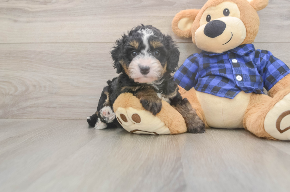 5 week old Mini Bernedoodle Puppy For Sale - Windy City Pups