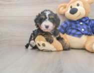 6 week old Mini Bernedoodle Puppy For Sale - Windy City Pups 6 week old Mini Bernedoodle Puppy For Sale - Windy City Pups