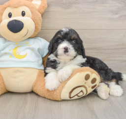 7 week old Mini Bernedoodle Puppy For Sale - Windy City Pups