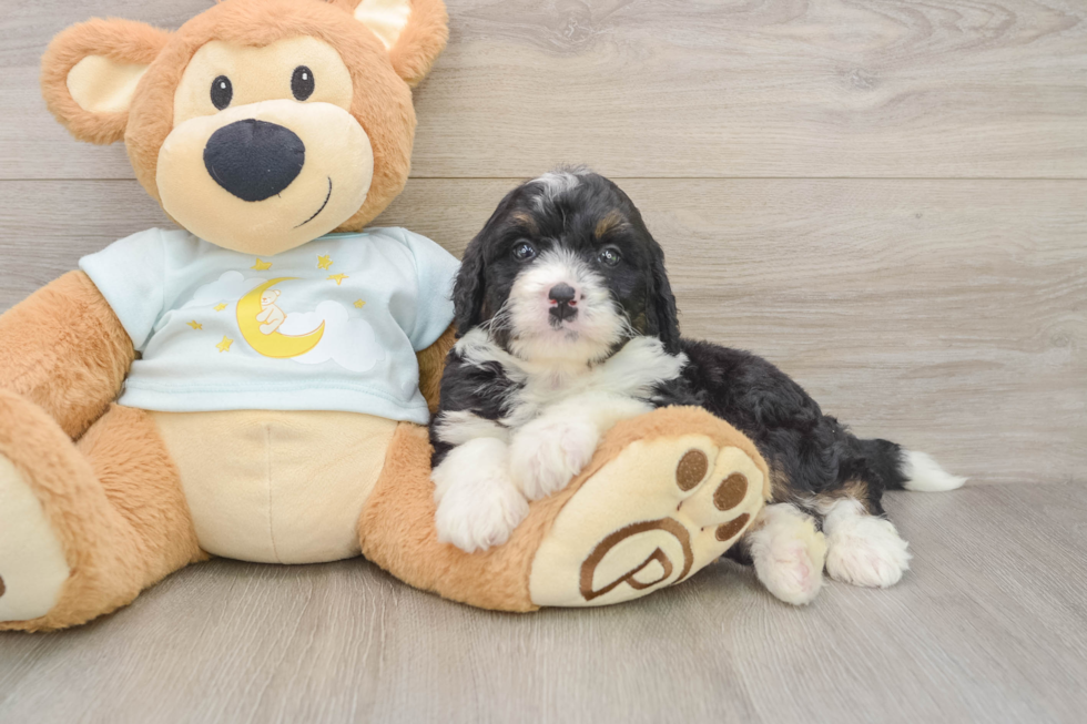 Fluffy Mini Bernedoodle Poodle Mix Pup