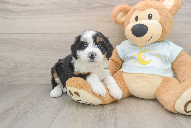 Mini Bernedoodle Puppy for Adoption