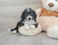8 week old Mini Bernedoodle Puppy For Sale - Windy City Pups