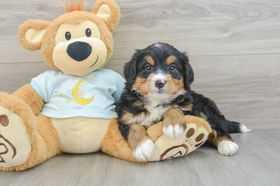 7 week old Mini Bernedoodle Puppy For Sale - Windy City Pups