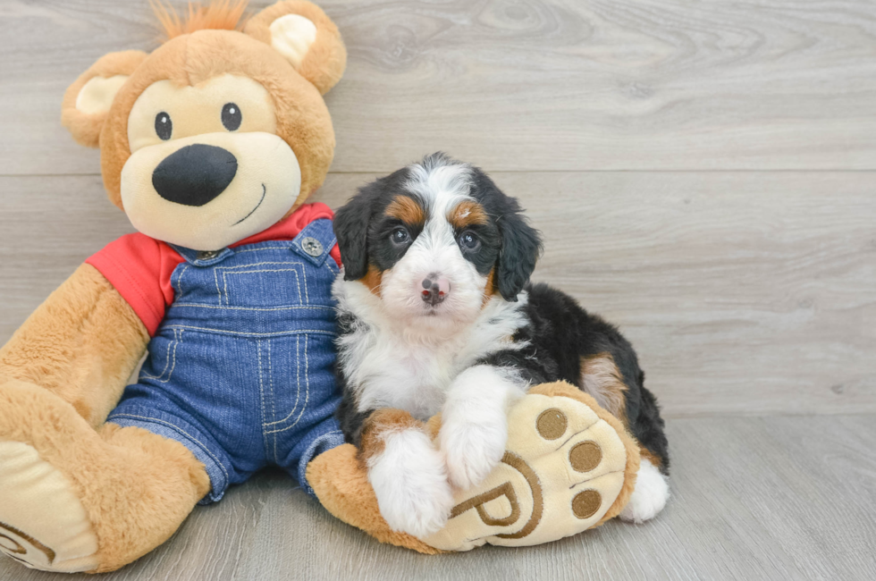 5 week old Mini Bernedoodle Puppy For Sale - Windy City Pups