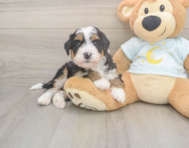 6 week old Mini Bernedoodle Puppy For Sale - Windy City Pups