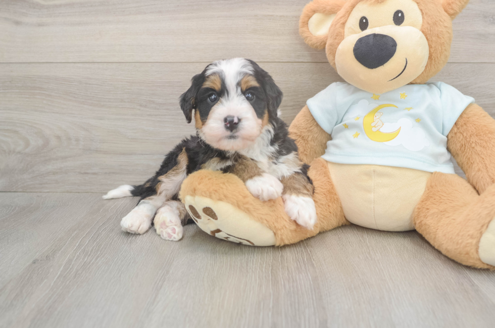 6 week old Mini Bernedoodle Puppy For Sale - Windy City Pups