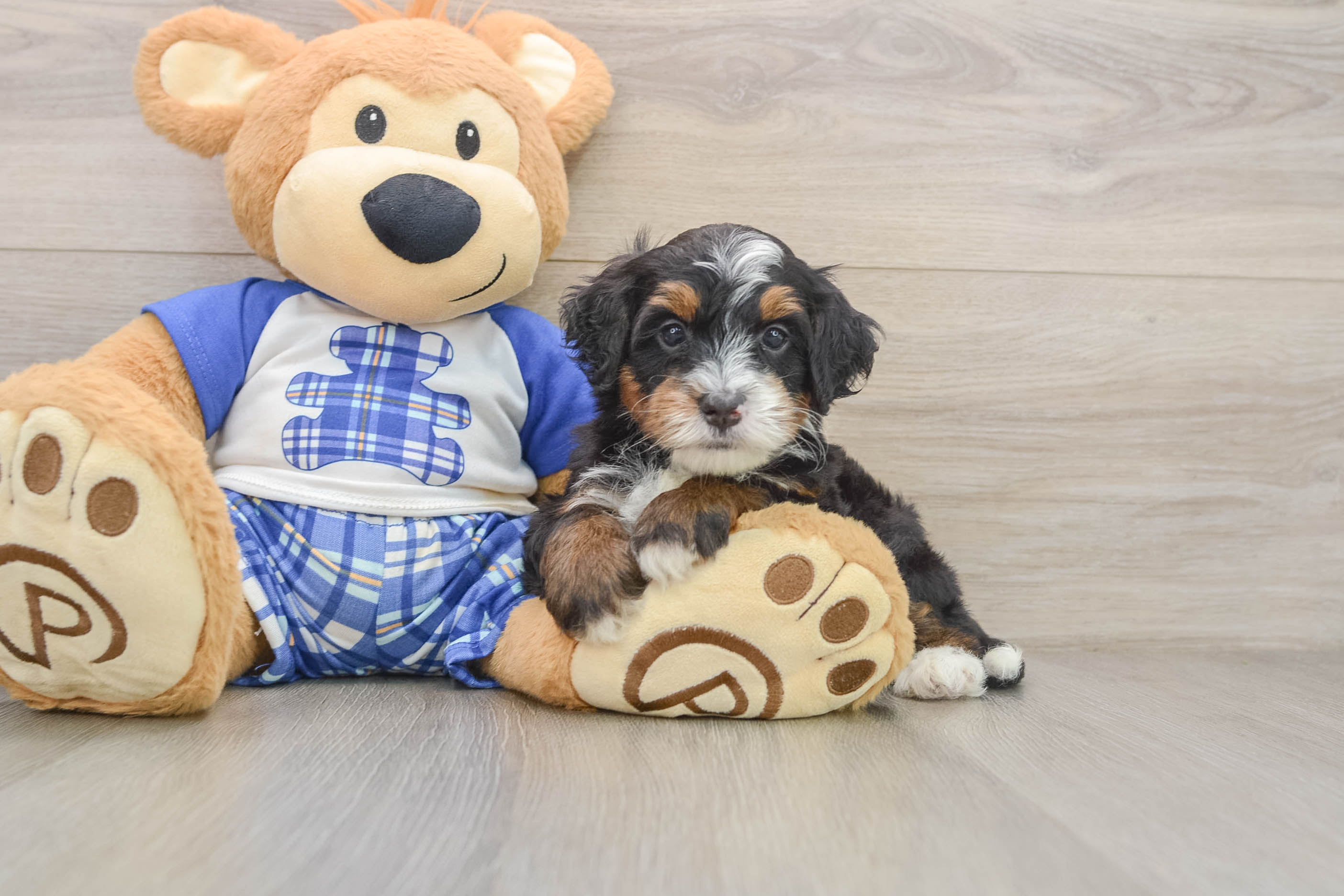Cute Mini Bernedoodle Baby