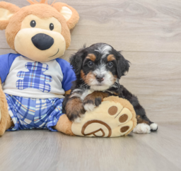 6 week old Mini Bernedoodle Puppy For Sale - Windy City Pups
