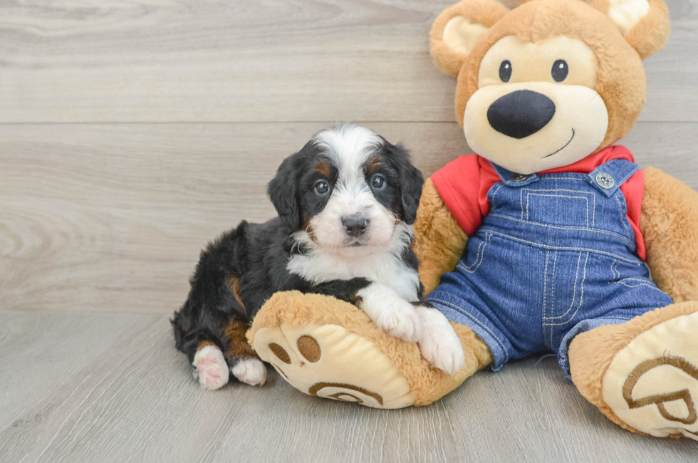 5 week old Mini Bernedoodle Puppy For Sale - Windy City Pups