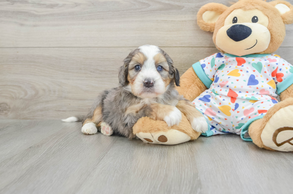 6 week old Mini Bernedoodle Puppy For Sale - Windy City Pups